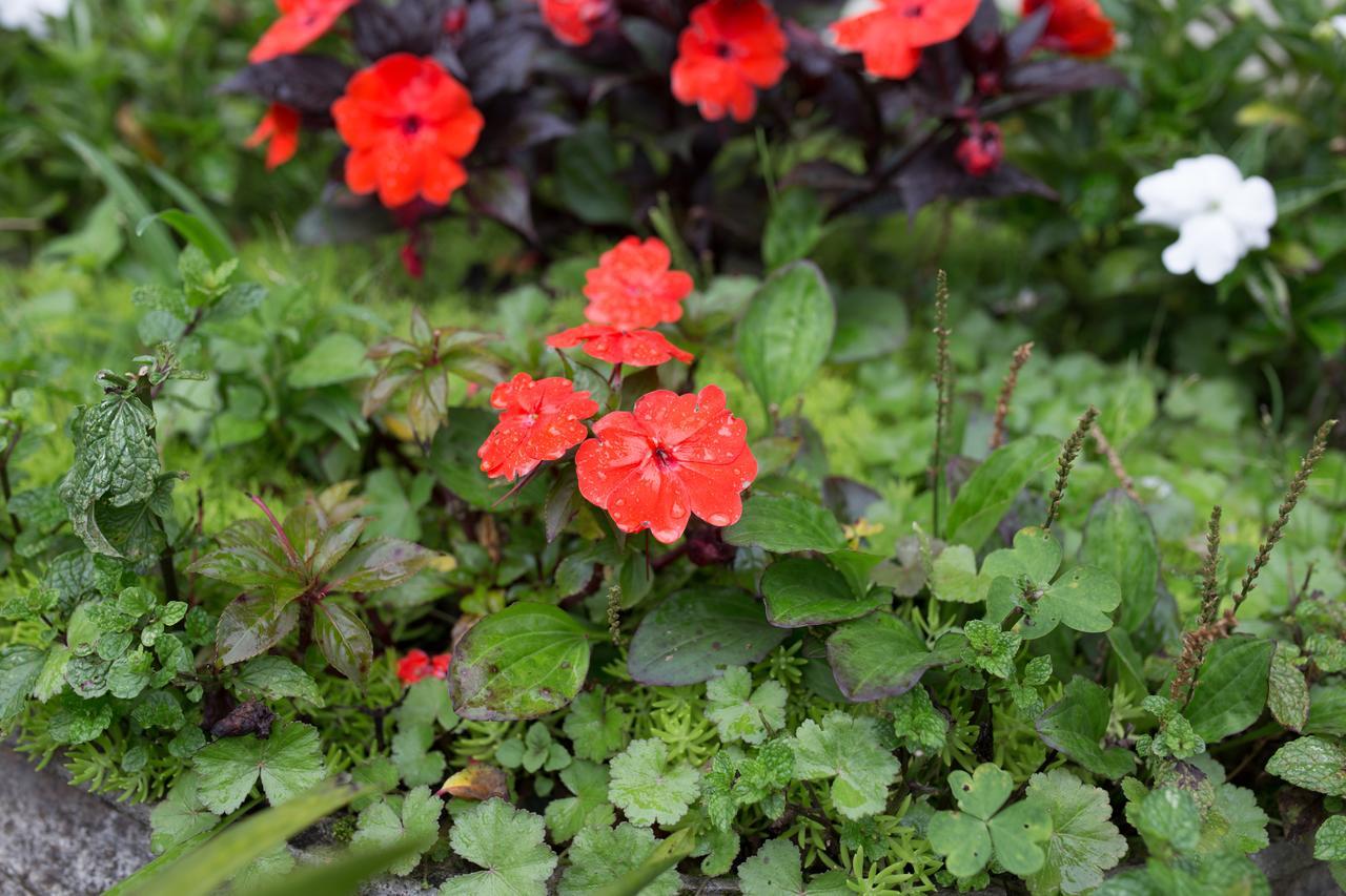 Charming Sapa Hotel Exterior foto